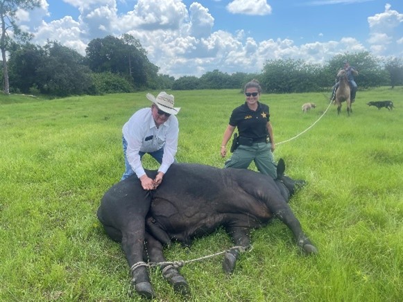 Picture of two individuals wrangling a cattle