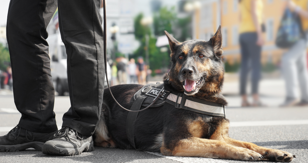 The Role of a K-9 Unit